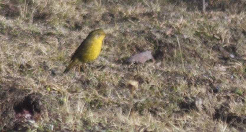 Golden Bush-Robin - ML621746758