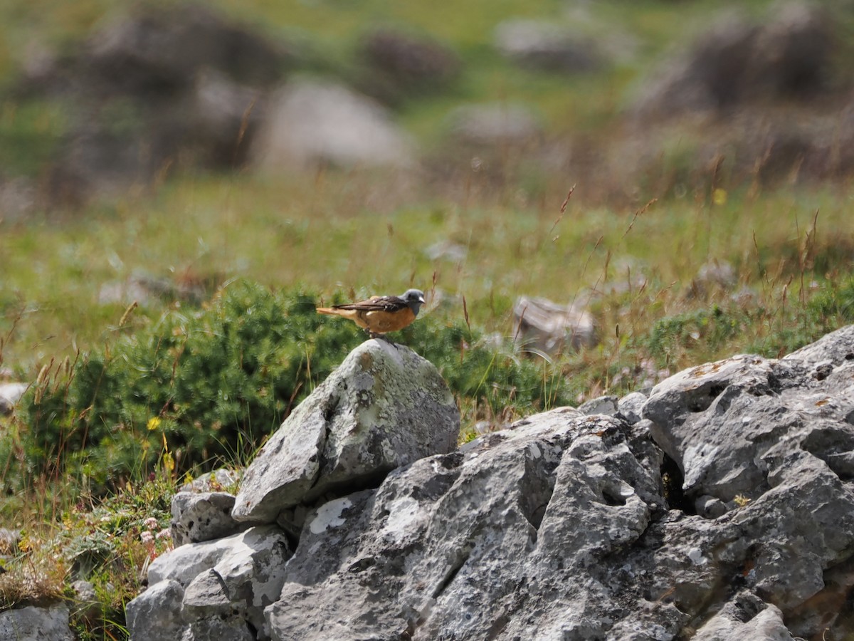 Rufous-tailed Rock-Thrush - ML621746770