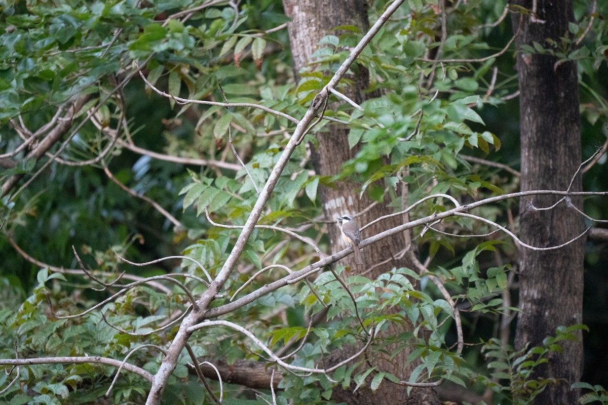 Brown Shrike (Philippine) - Dindo Karl Mari Malonzo