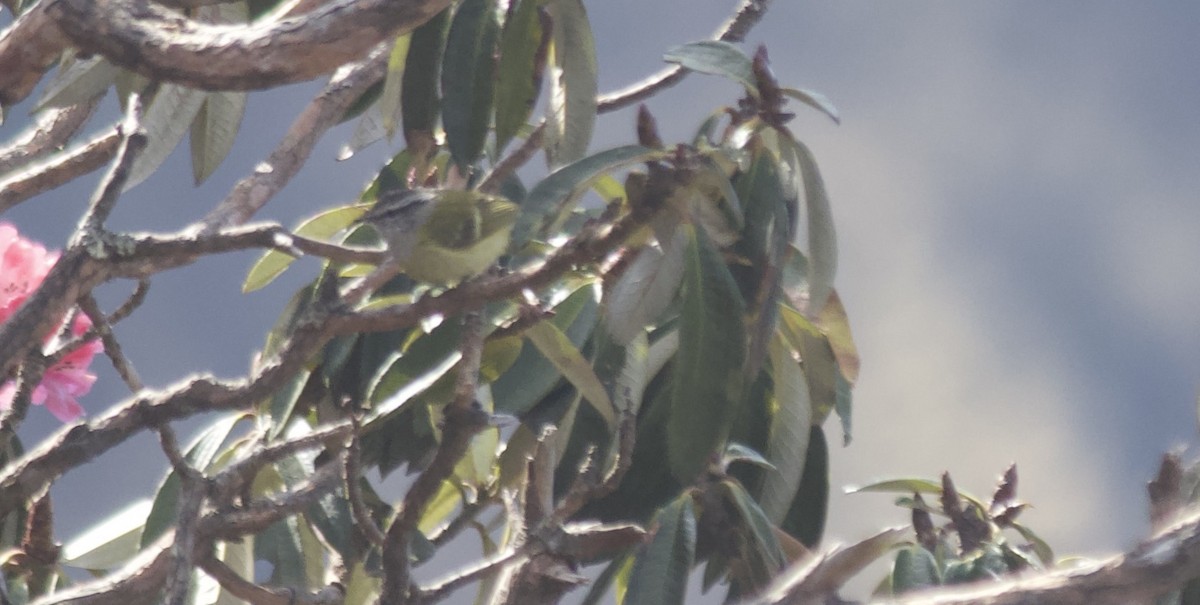 Ashy-throated Warbler - ML621746772