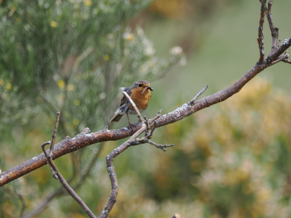 European Robin - ML621746773