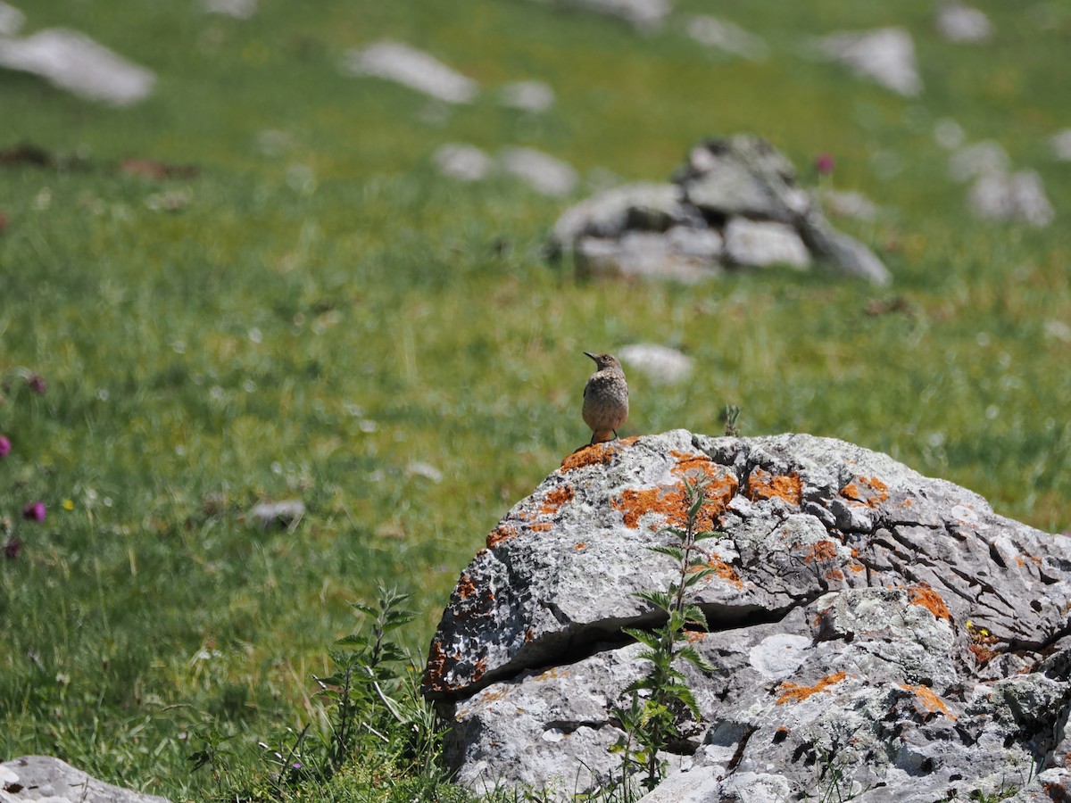 Rufous-tailed Rock-Thrush - ML621746780