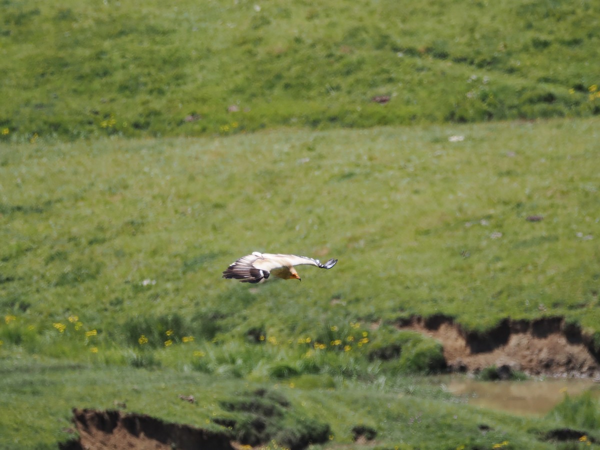 Egyptian Vulture - Nicolás Tamargo de Eguren