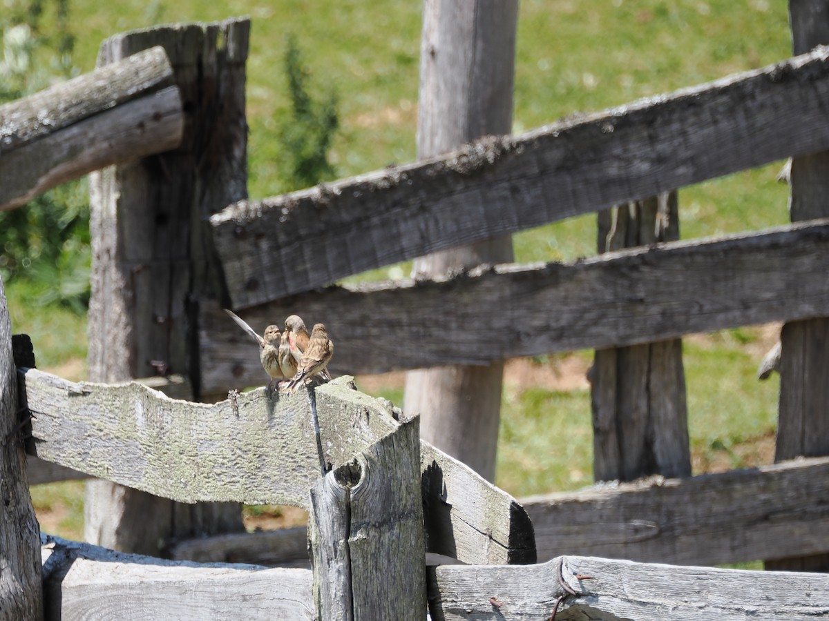 Eurasian Linnet - ML621746788