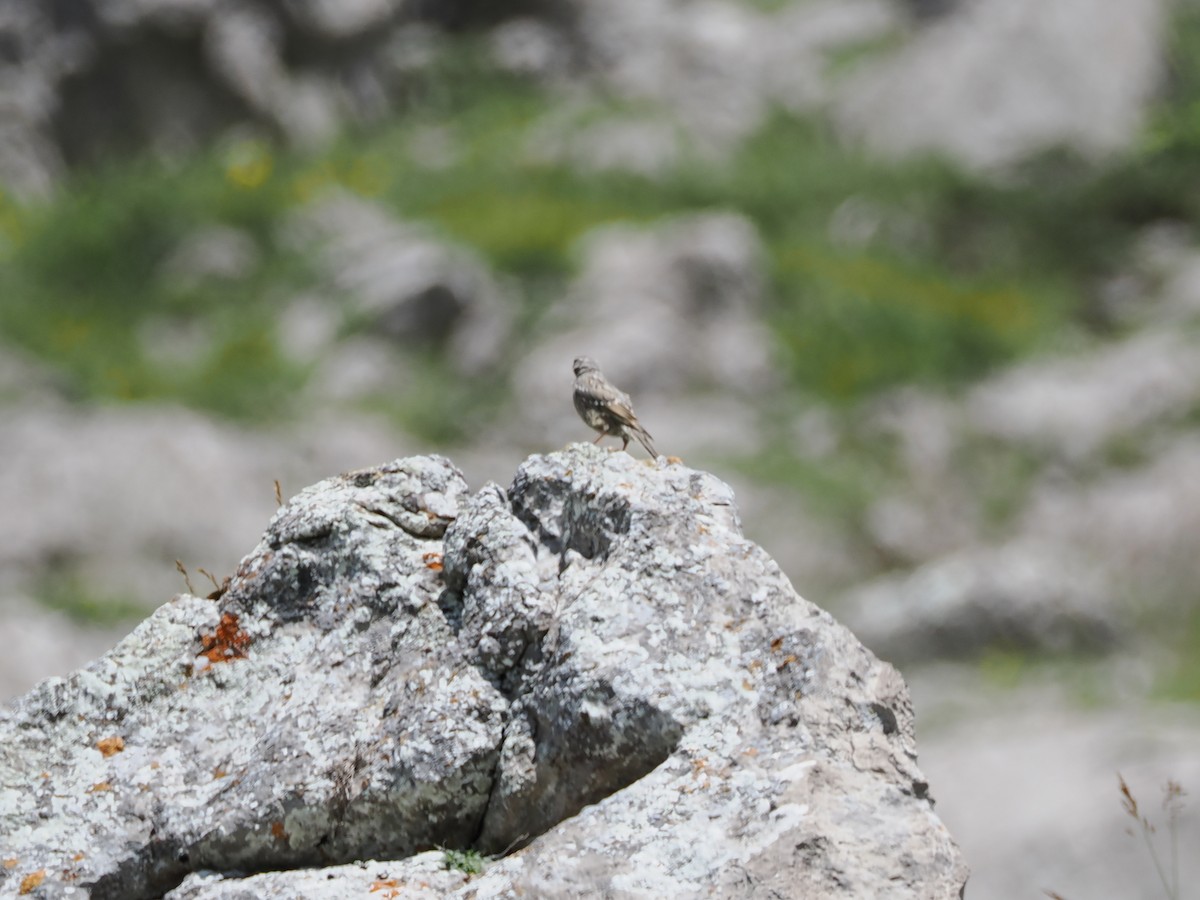 Alpine Accentor - ML621746795