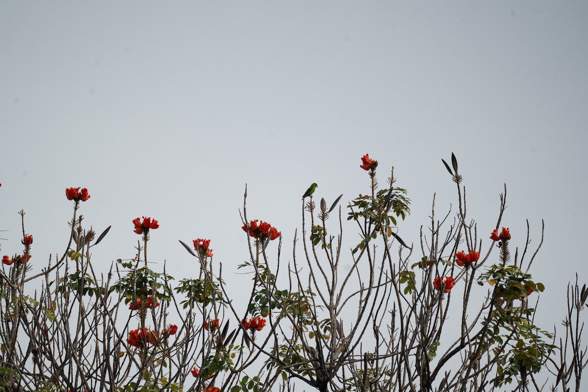 Philippine Hanging-Parrot - ML621746814