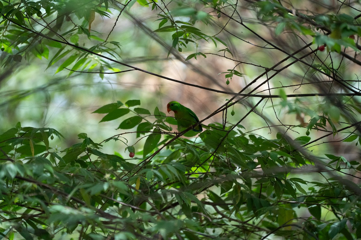 シュバシサトウチョウ - ML621746815