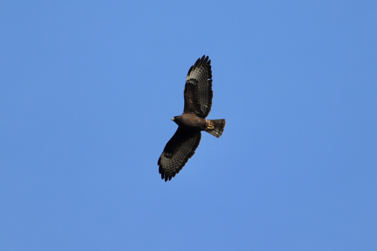 Short-tailed Hawk - ML621746828