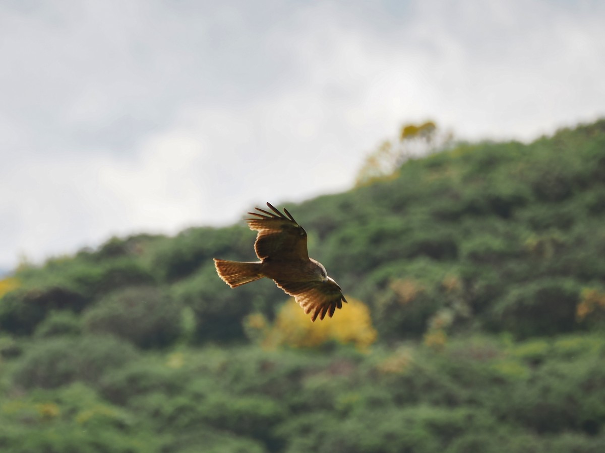 Black Kite - ML621746831