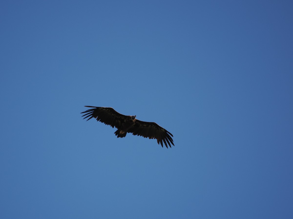 Cinereous Vulture - ML621746835