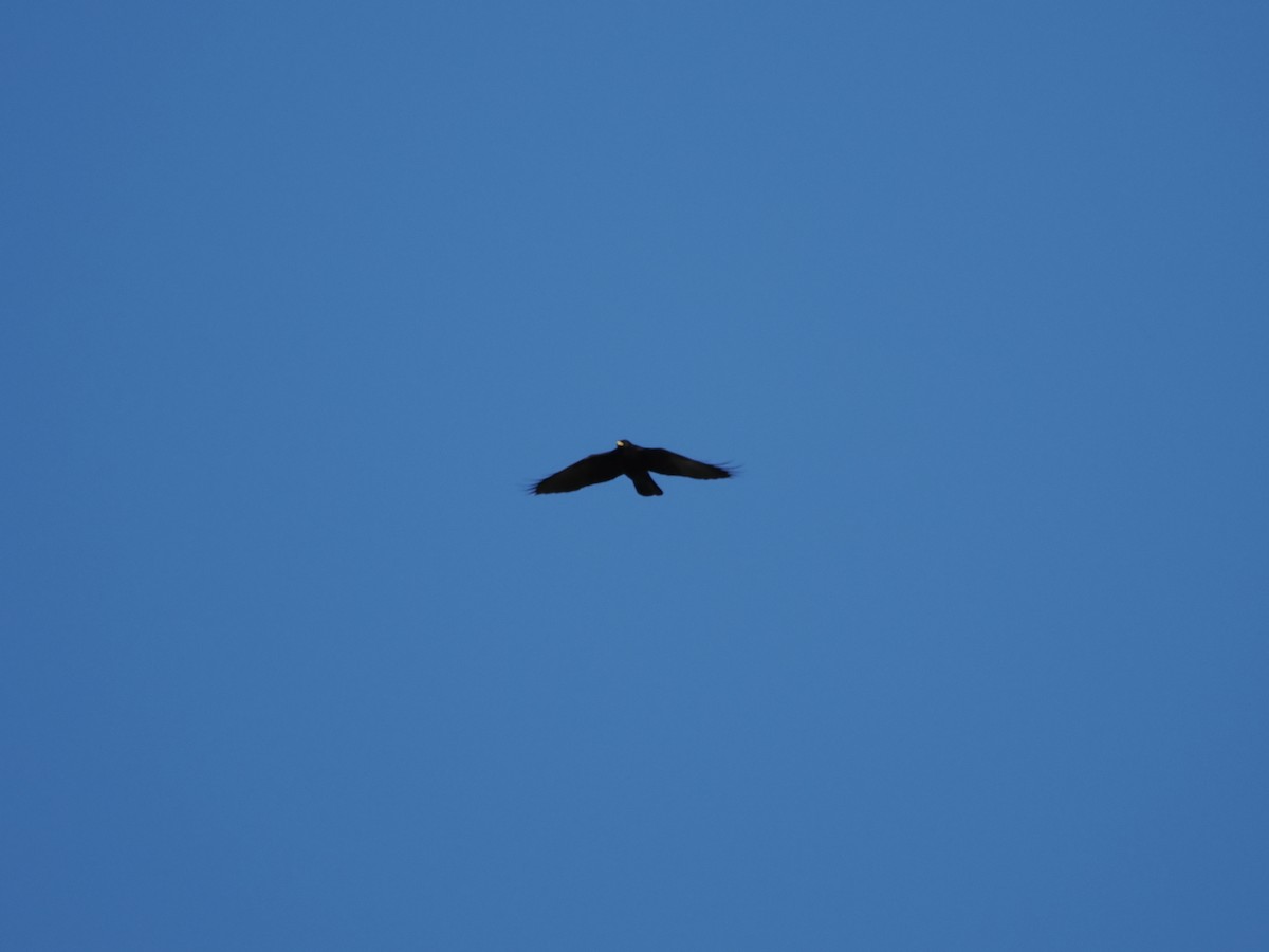 Yellow-billed Chough - ML621746848