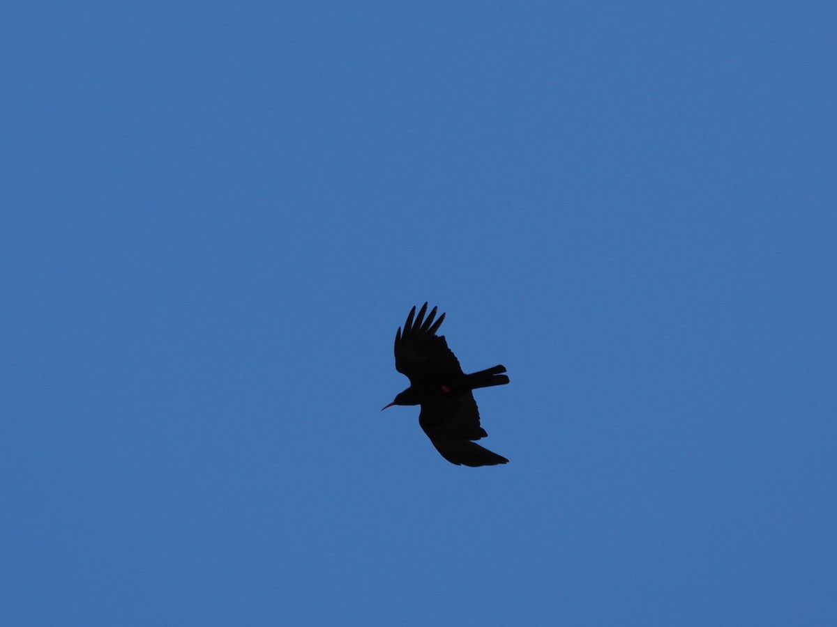 Red-billed Chough - ML621746849