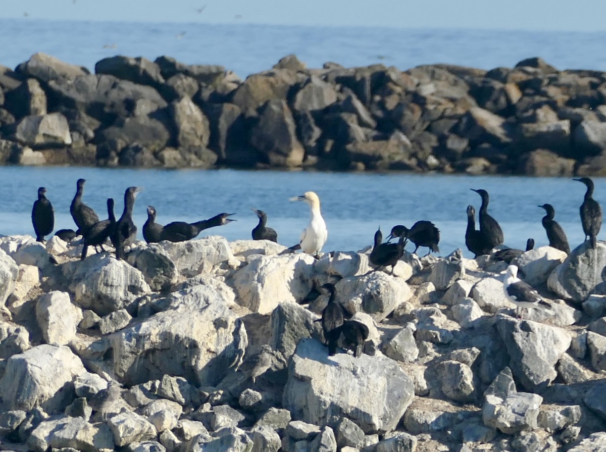 Northern Gannet - Megan  Scott