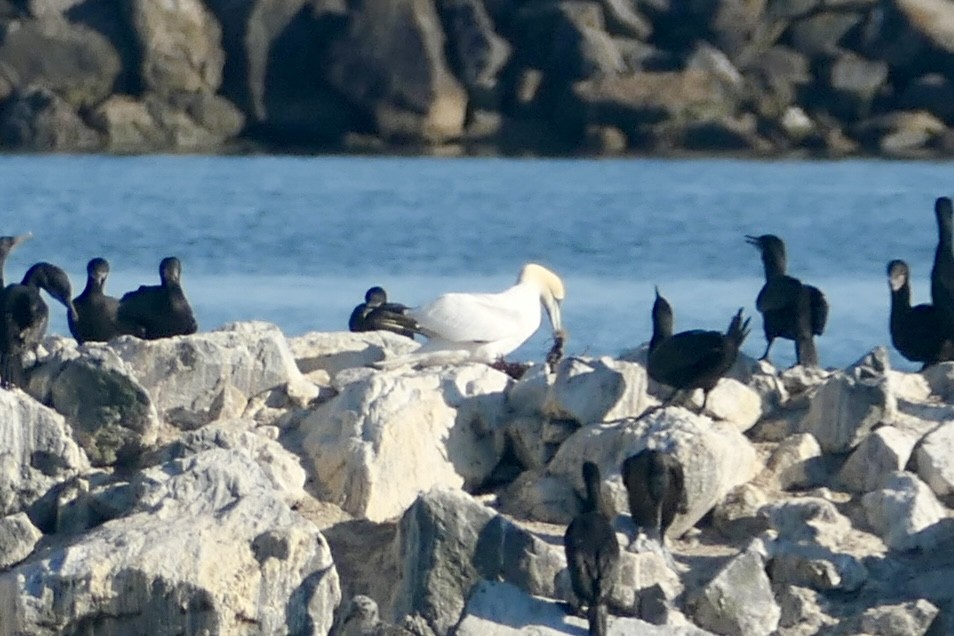 Northern Gannet - ML621746918