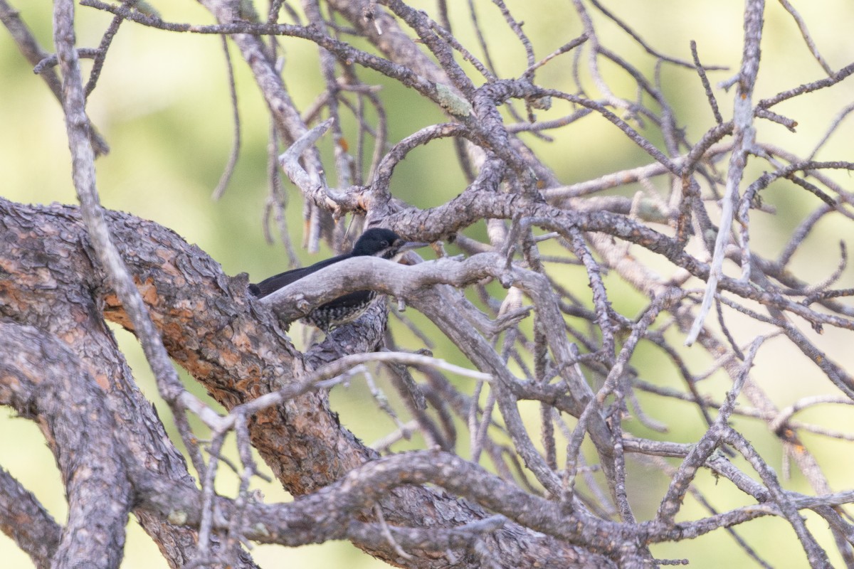 Black-backed Woodpecker - ML621746919