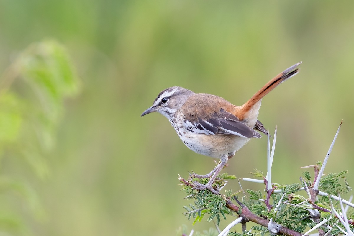 Red-backed Scrub-Robin - ML621747055