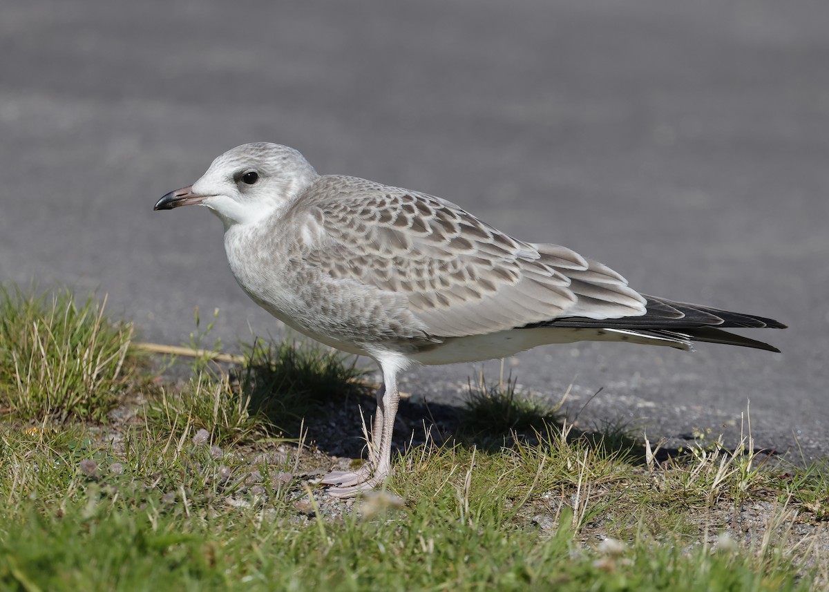 カモメ（canus） - ML621747123