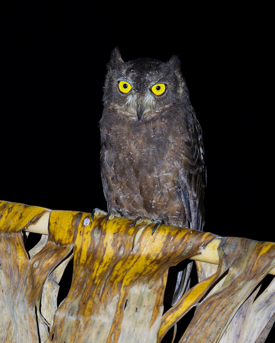 Enggano Scops-Owl - ML621747206