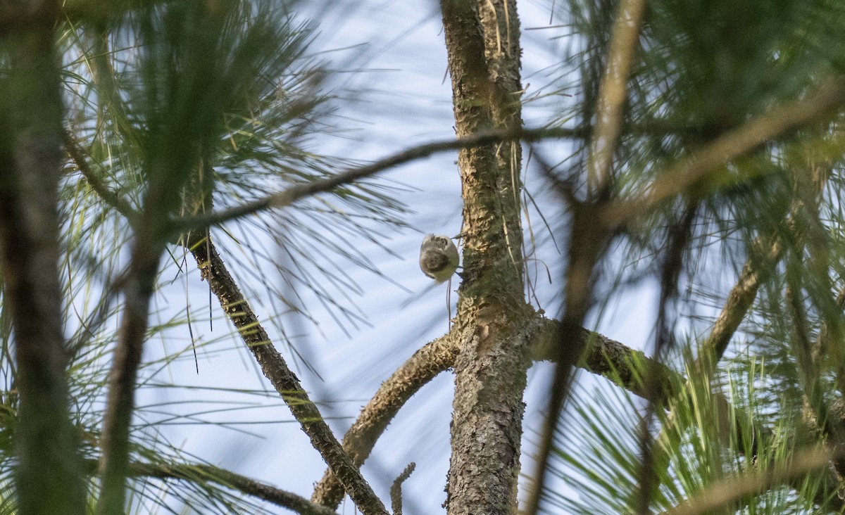 Brown-headed Nuthatch - ML621747221