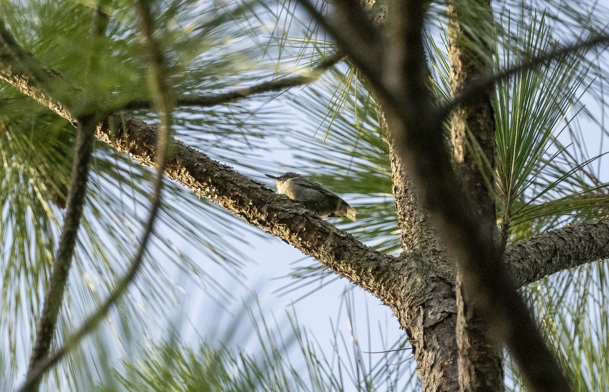 Brown-headed Nuthatch - ML621747225