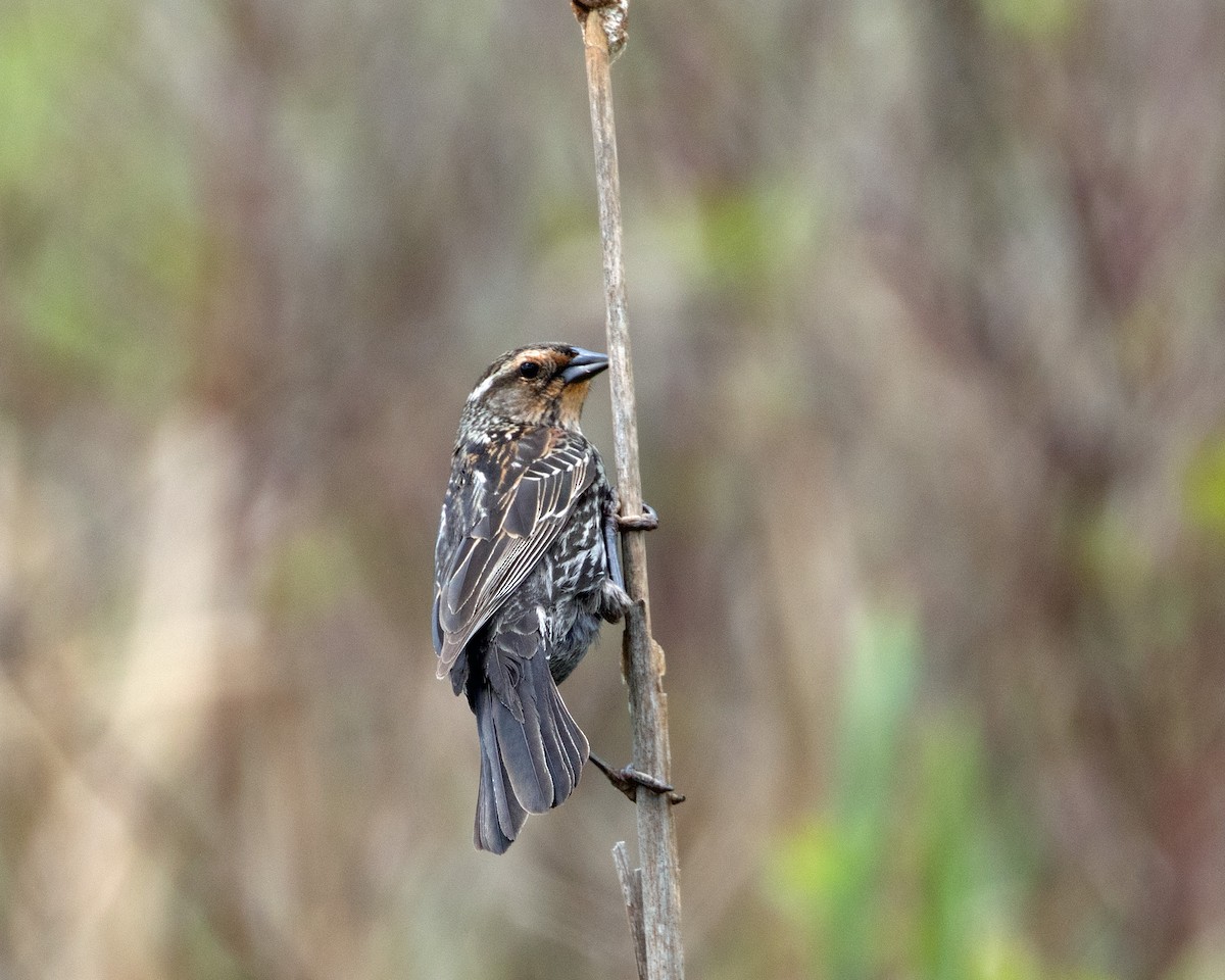 Red-winged Blackbird - ML621747239