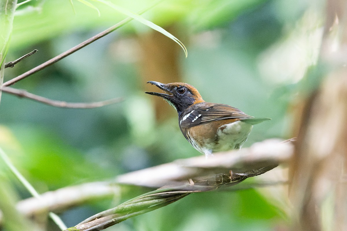 Enggano Thrush - ML621747251