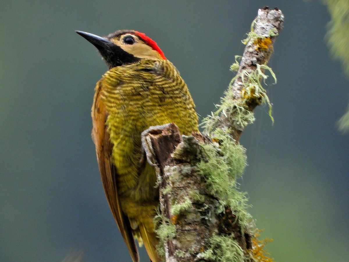 Yellow-vented Woodpecker - ML621747281