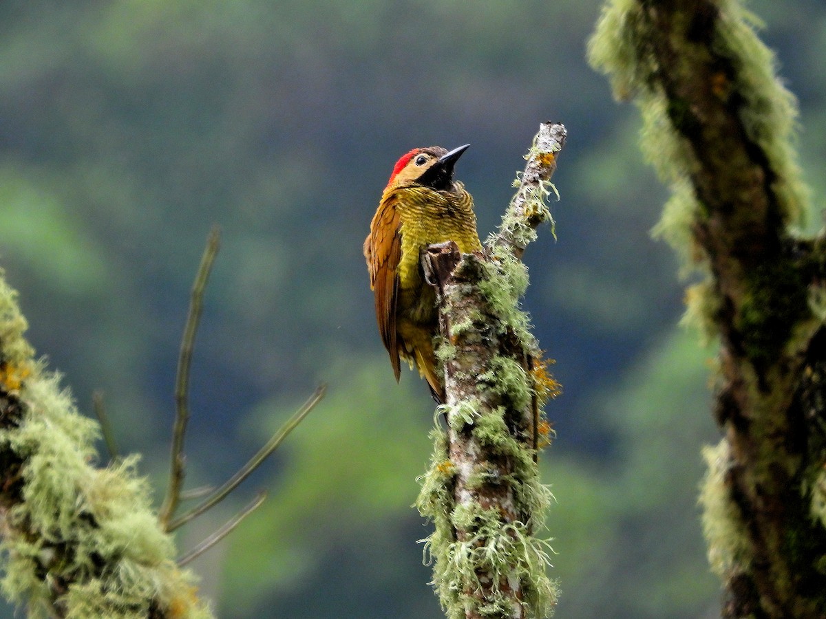 Yellow-vented Woodpecker - Reserva natural Primitiva Santa Teresa