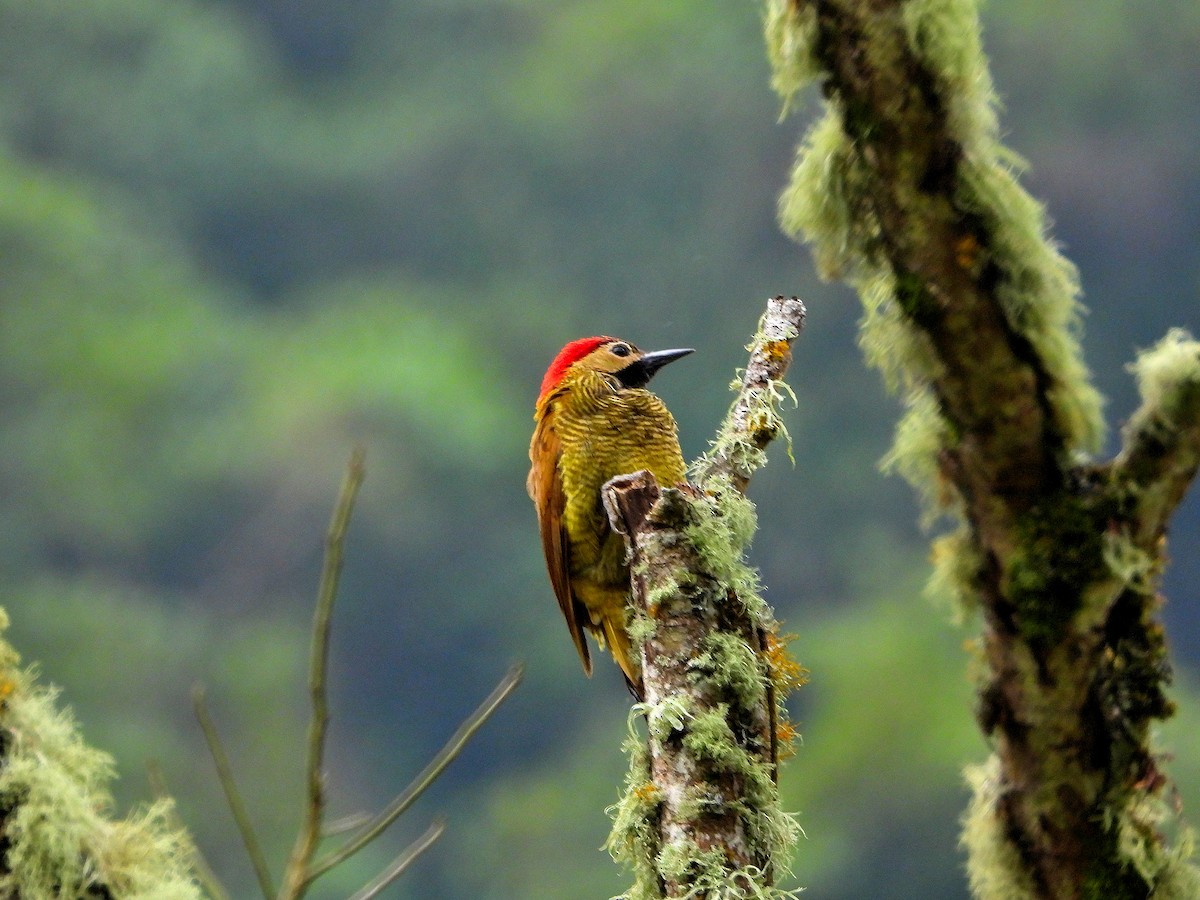 Yellow-vented Woodpecker - ML621747283