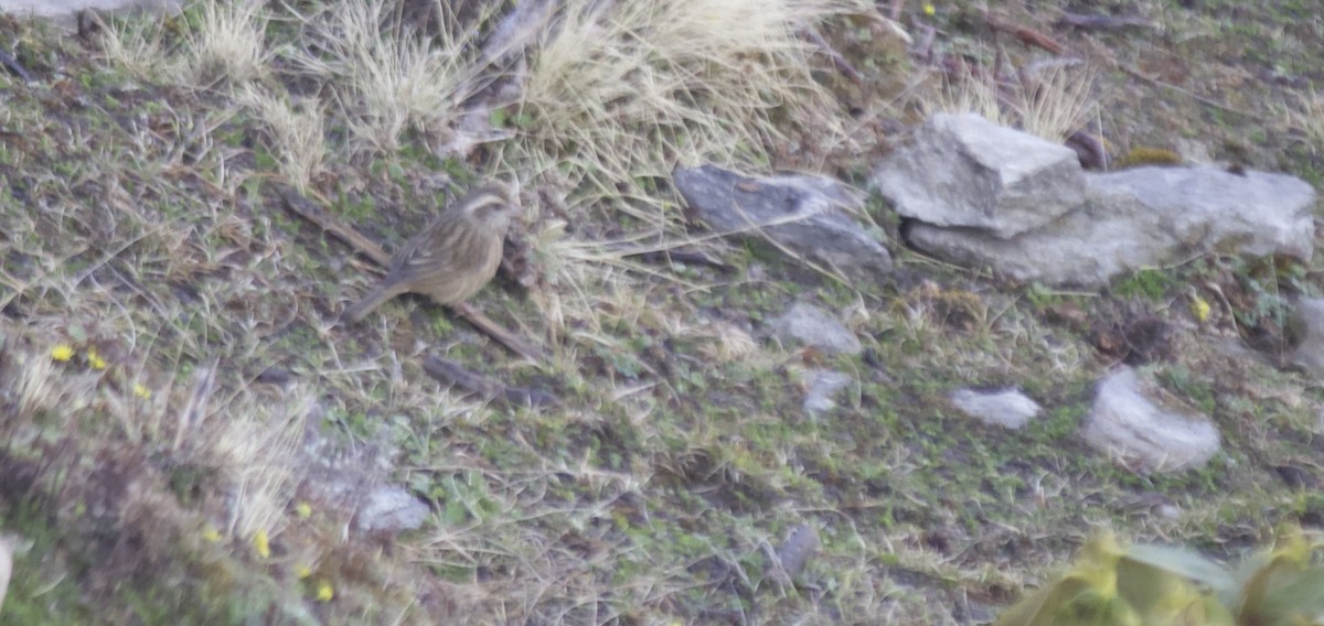 Spot-winged Rosefinch - ML621747284