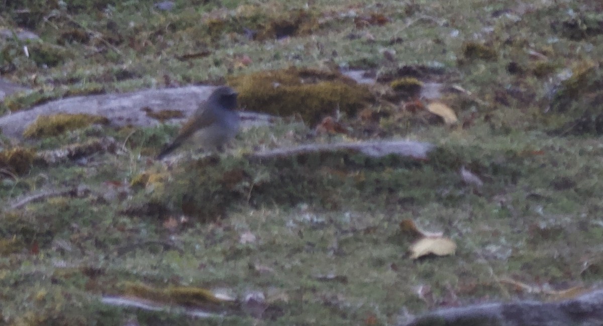 Rufous-gorgeted Flycatcher - Marsh Alphonso