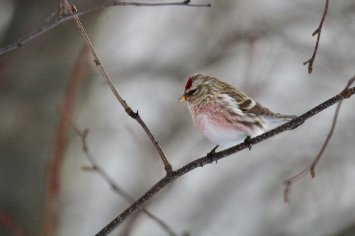 Common Redpoll - ML621747316