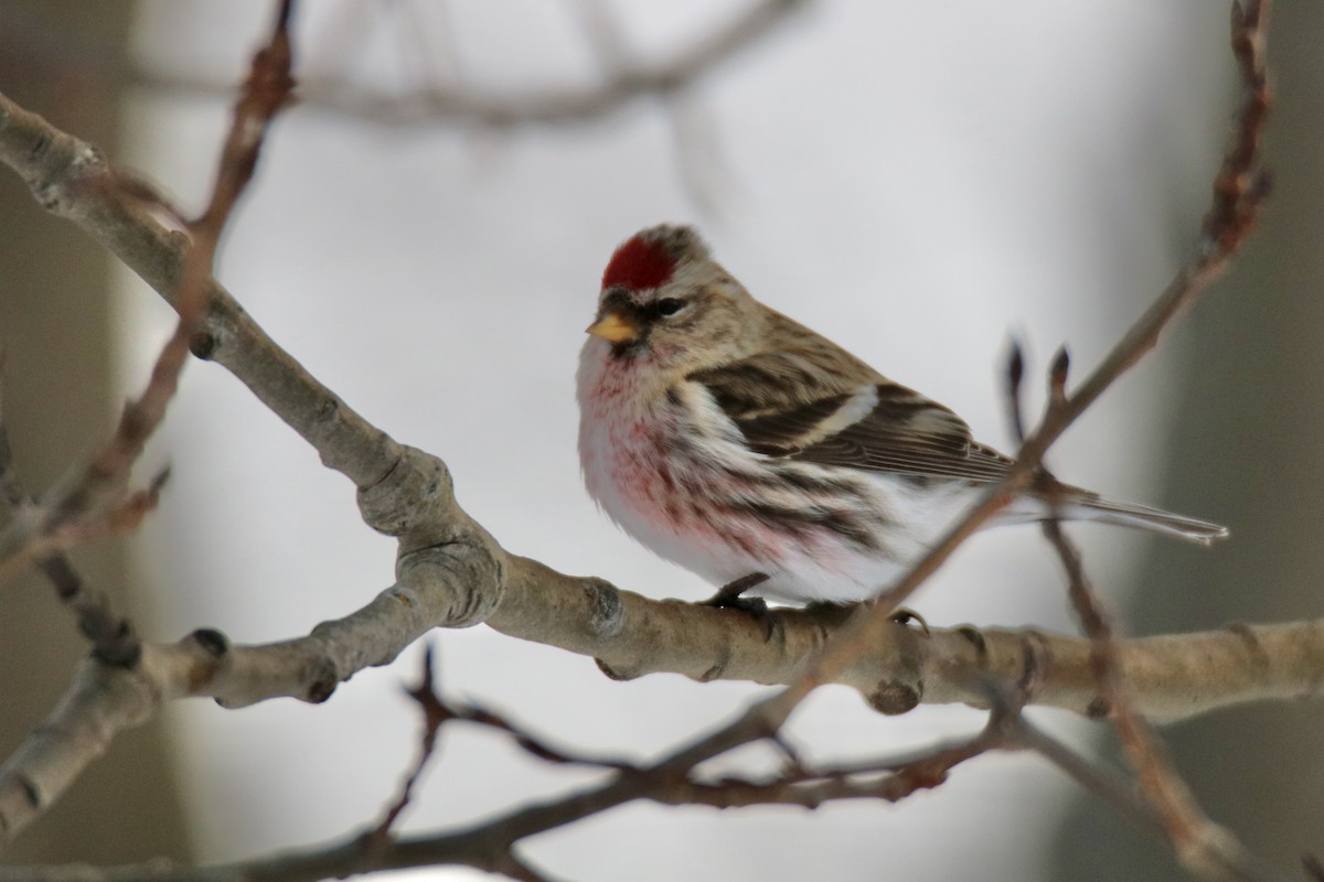 Common Redpoll - Oliver Kew