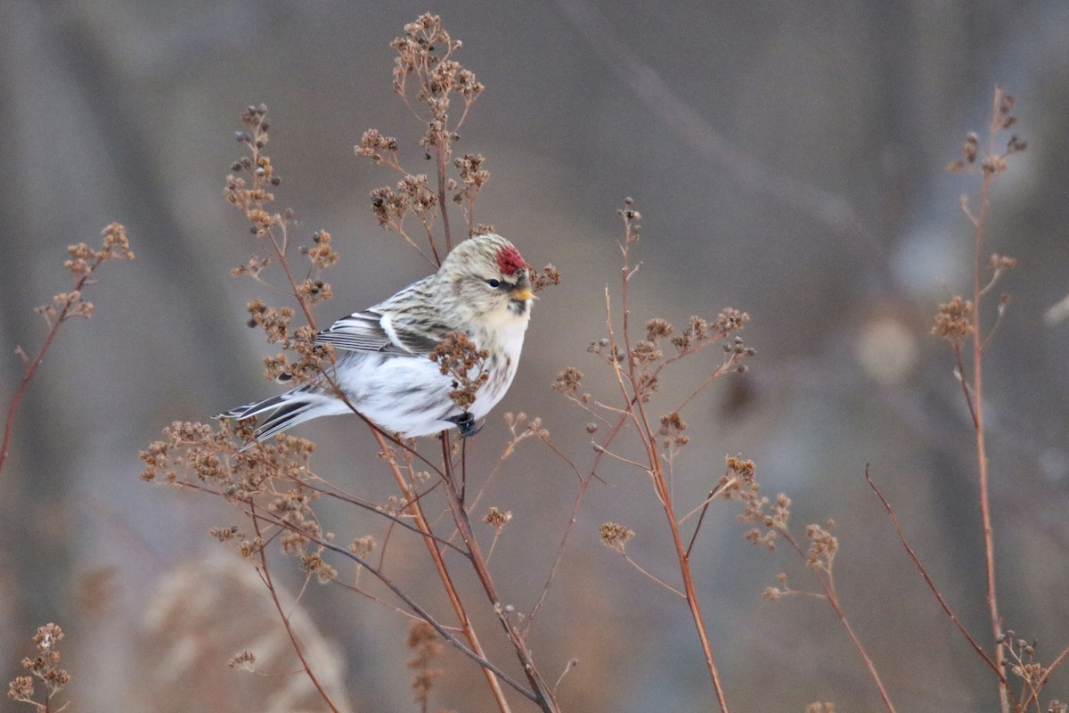 Hoary Redpoll - Oliver Kew