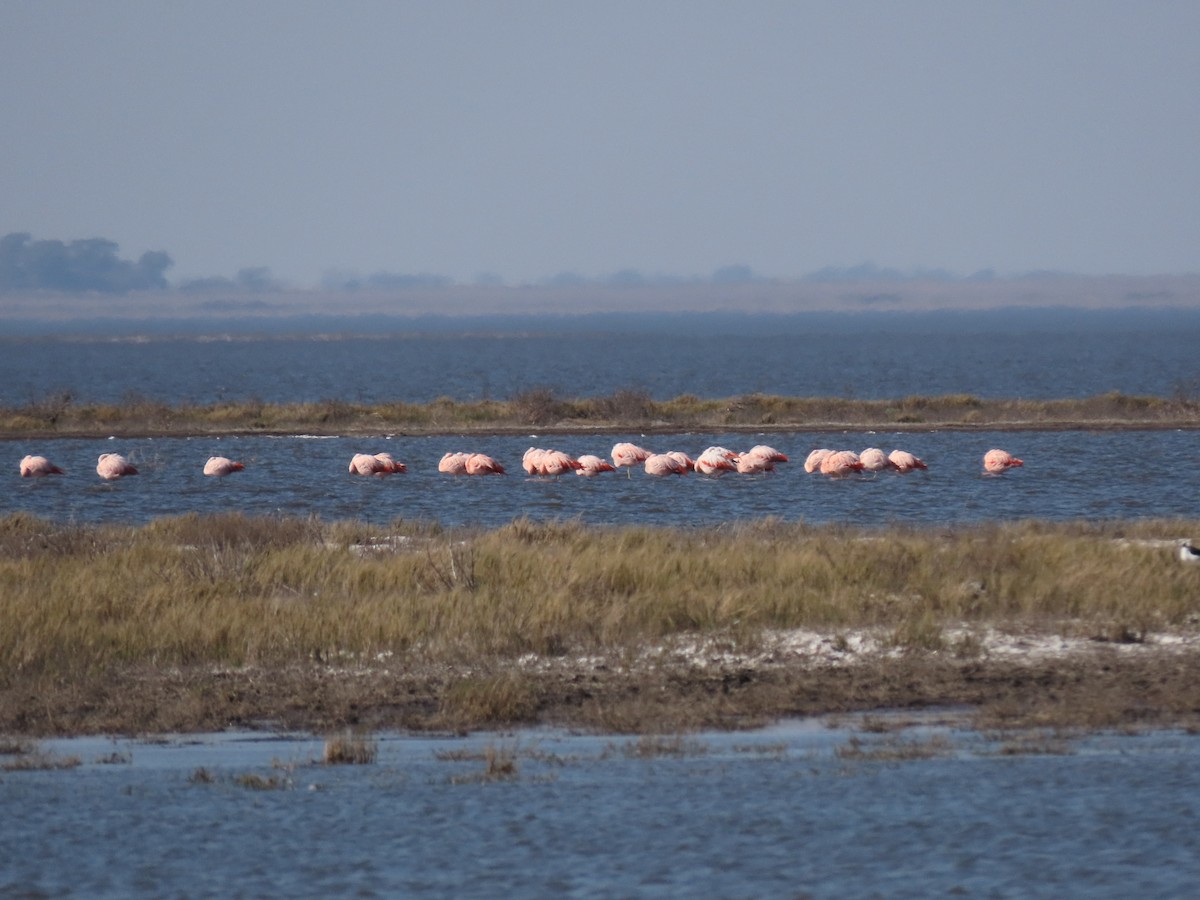 Chilean Flamingo - ML621747431
