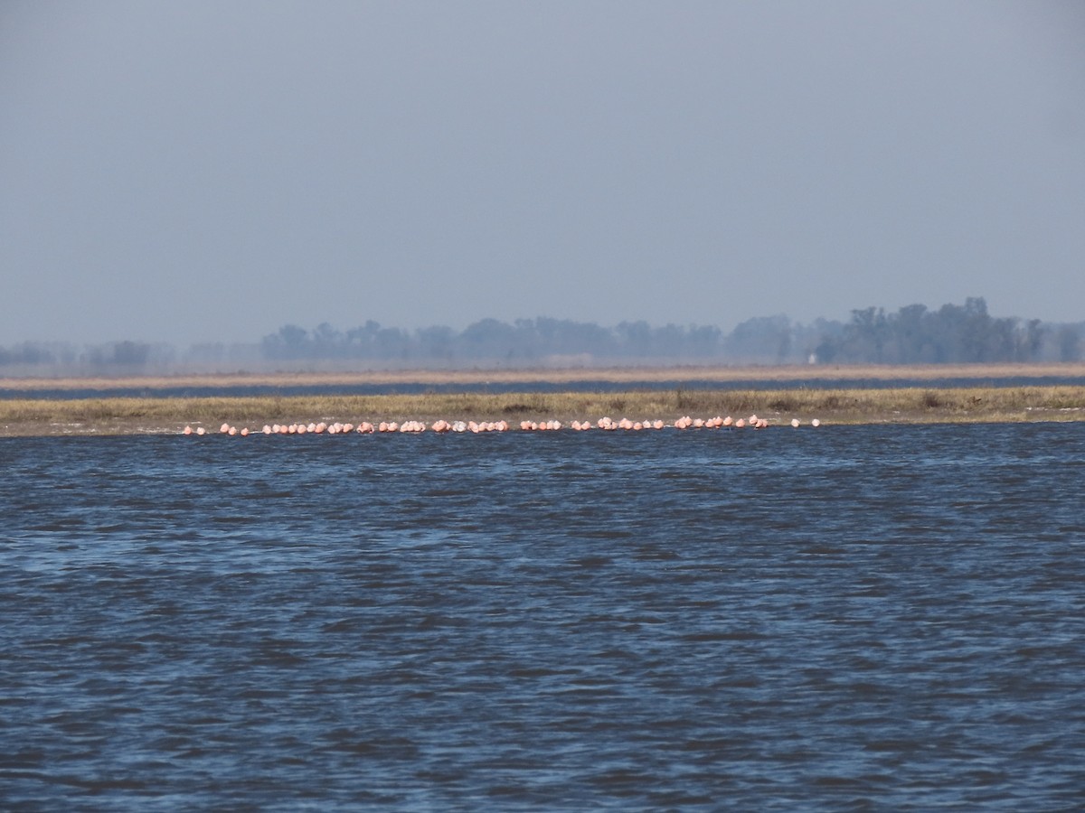 Chilean Flamingo - ML621747432
