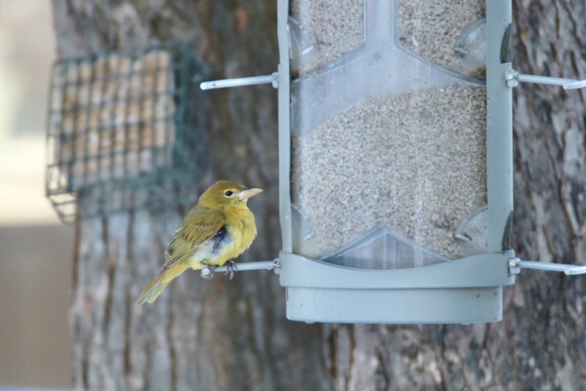 Summer Tanager - ML621747470