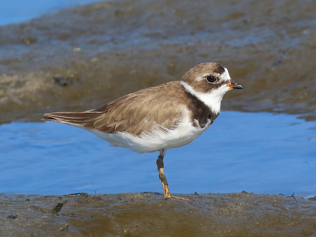 Semipalmated Plover - ML621747495