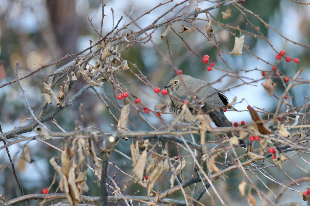 Townsend's Solitaire - ML621747523