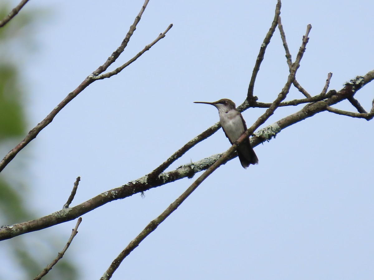 Colibrí Gorjirrubí - ML621747532