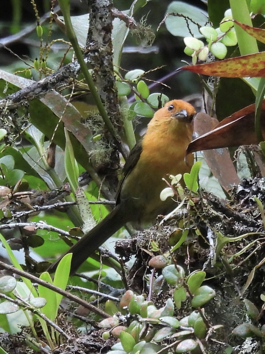 Ochre-breasted Brushfinch - ML621747635