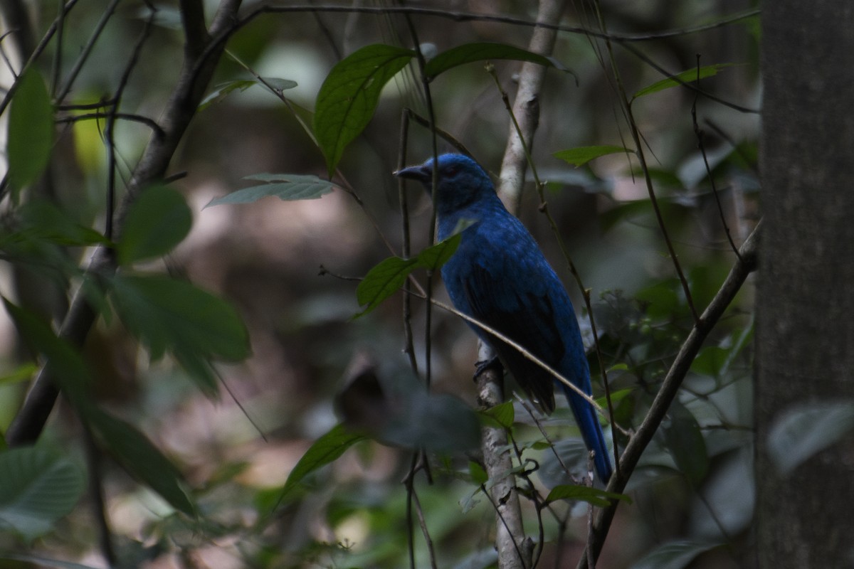 Asian Fairy-bluebird - ML621747670