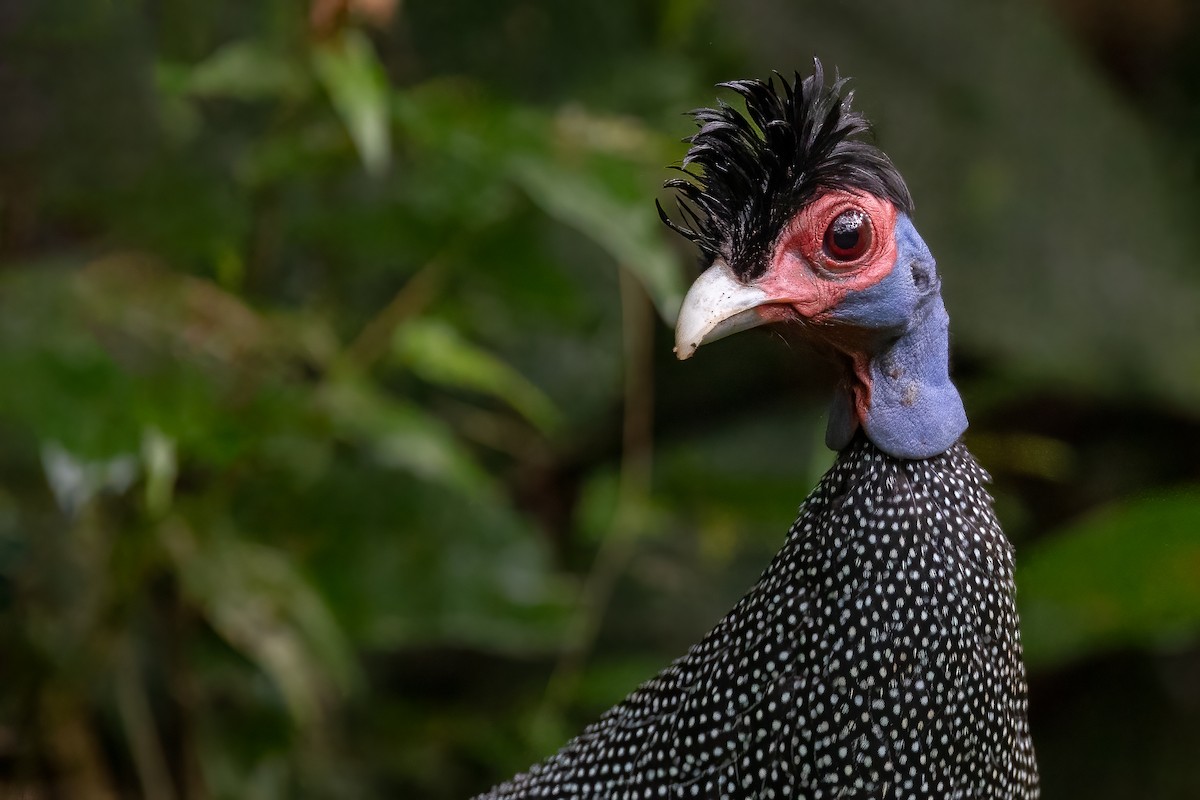 Eastern Crested Guineafowl - ML621747692