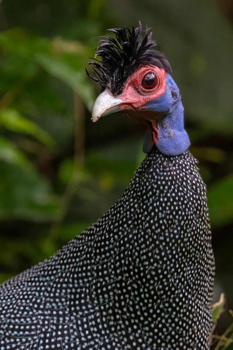 Eastern Crested Guineafowl - ML621747693