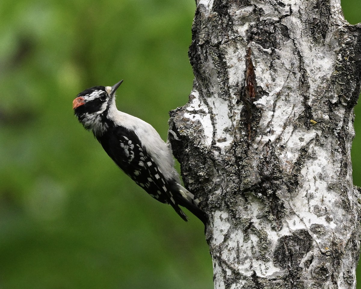 Downy Woodpecker - ML621747703