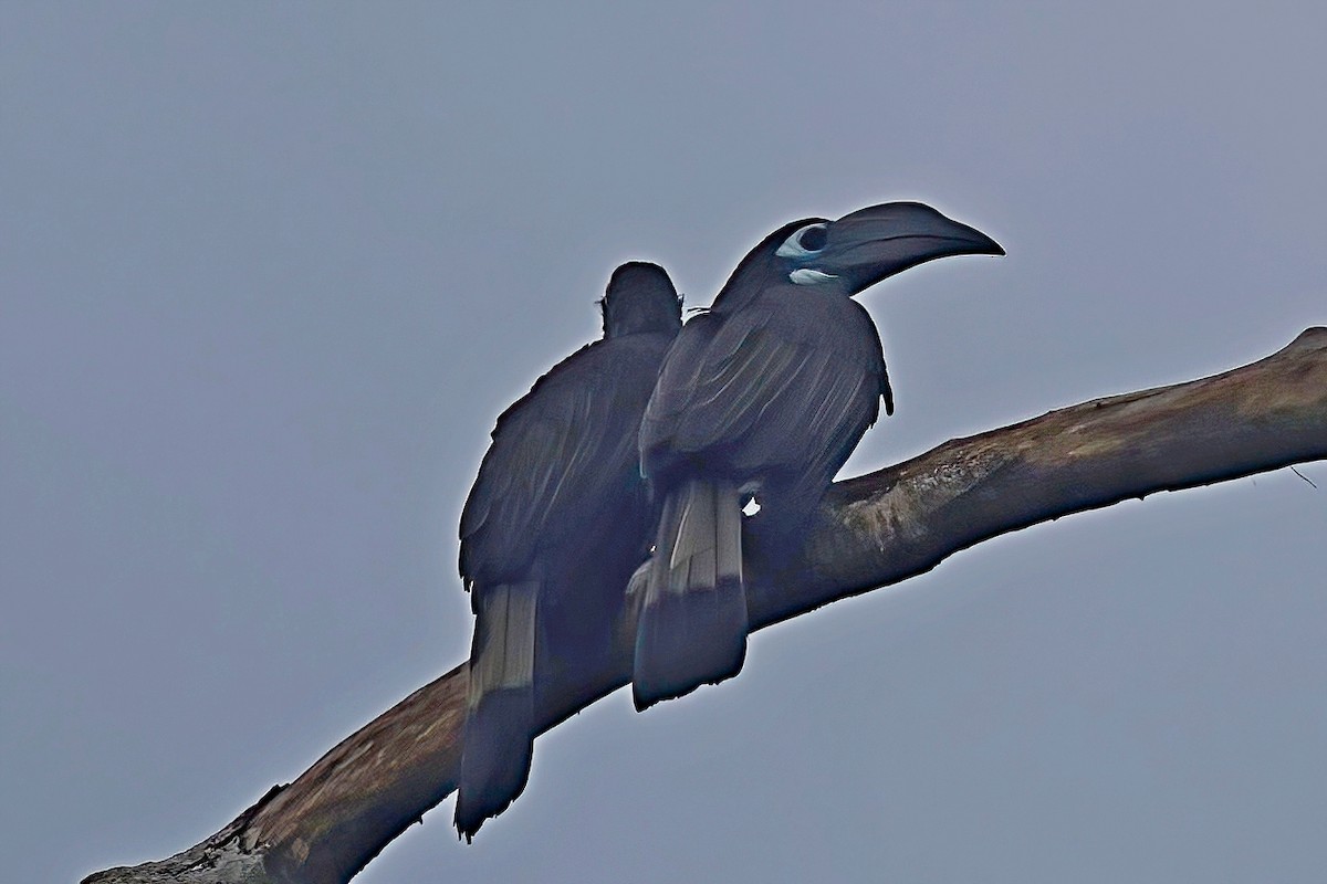 Bushy-crested Hornbill - ML621747806