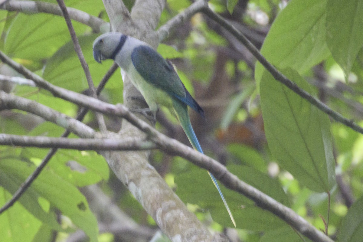 Malabar Parakeet - ML621747893