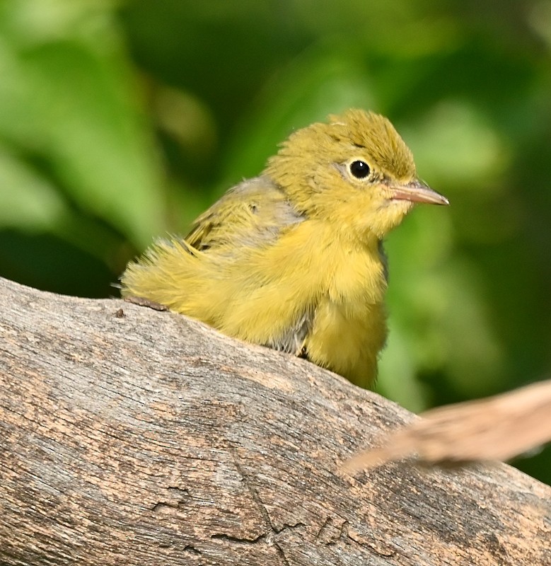 Yellow Warbler - ML621747933