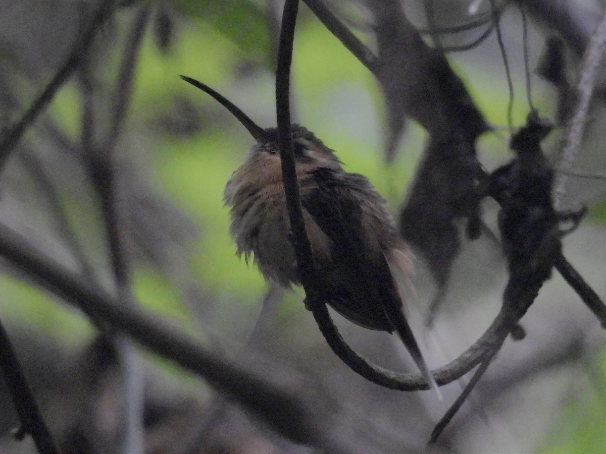 Gray-chinned Hermit - Jhon Carlos Andres Rivera Higuera