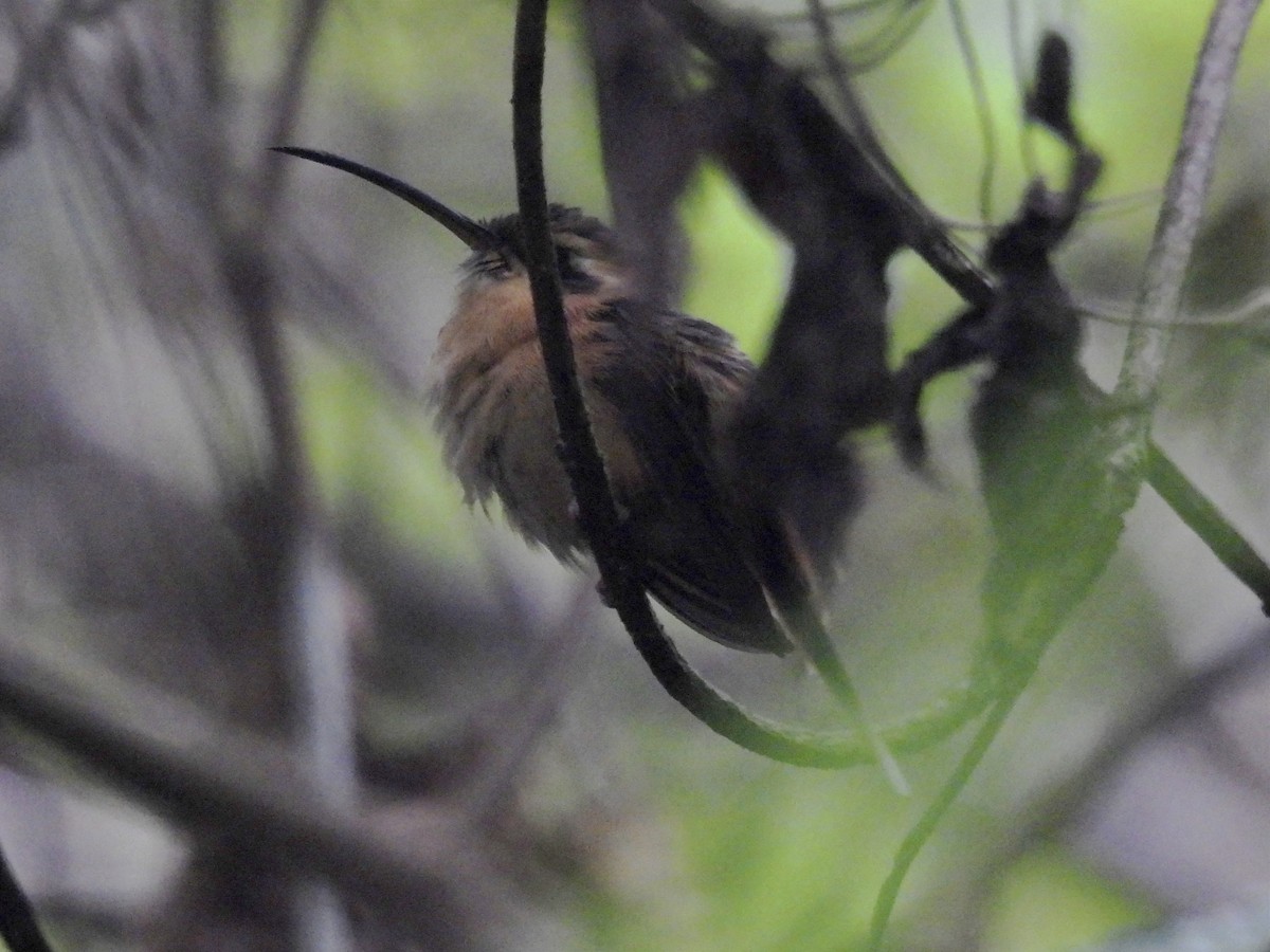 Gray-chinned Hermit - Jhon Carlos Andres Rivera Higuera